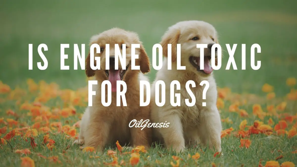 Is Engine Oil Toxic For Dogs: Diagnosis, Treatment, and Prevention – Oil Genesis