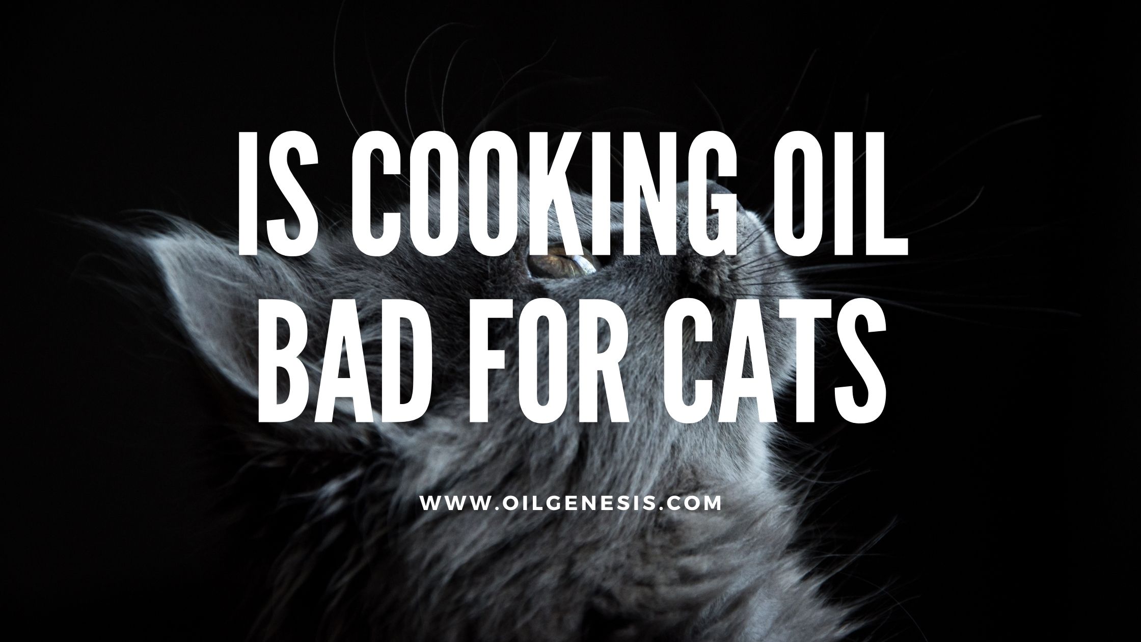 is-cooking-oil-bad-for-cats-a-comprehensive-guide-oil-genesis