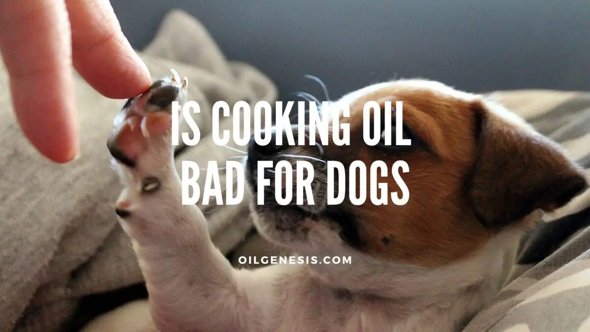 Is Cooking Oil Bad for Dogs: A Complete Guide – Oil Genesis