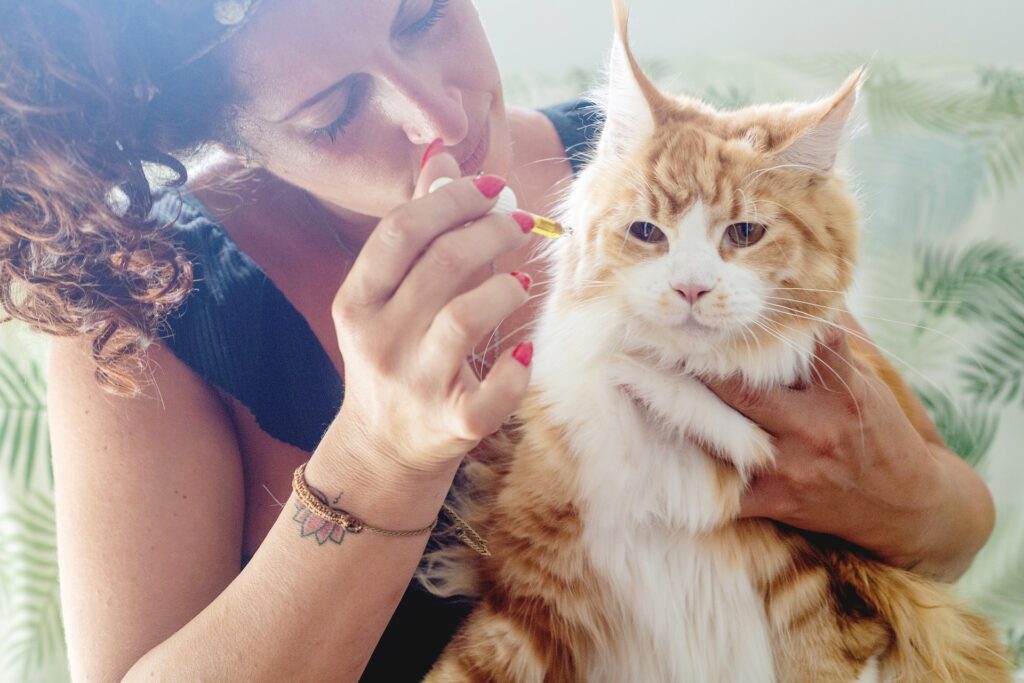how to apply oil to cats